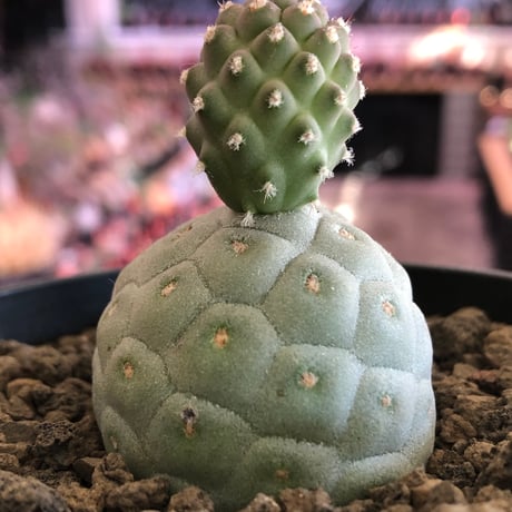 tephrocactus geometricus 《M size》※現地球株カキ仔発根済※①丸々とかわいく綺麗な玉型維持のカキ仔※black bowl pot植え