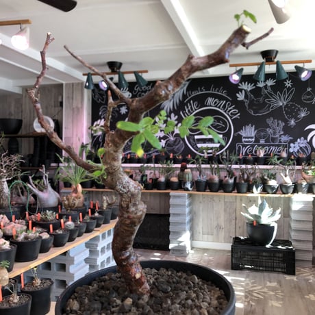 commiphora   monstrosa《 小さめM  size》※現地球発根済株※店主国内管理2年株※weight低く樹形バランス良きモンスト‼︎※black tall pot植え