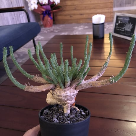 euphorbia     inermis  インスタグラムpost株‼︎