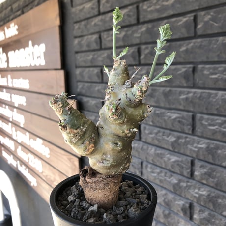 pelargonium carnosum《L size》極太幹&エグレ株※現地球発根後店主国内管理6年株※極太幹且つボコボコ感が大変wildな冬型種‼︎※mad black pot植え