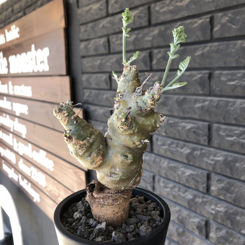 つるとん様 専用【極美/超極太/塊根植物】アデニウム ソマレンセ