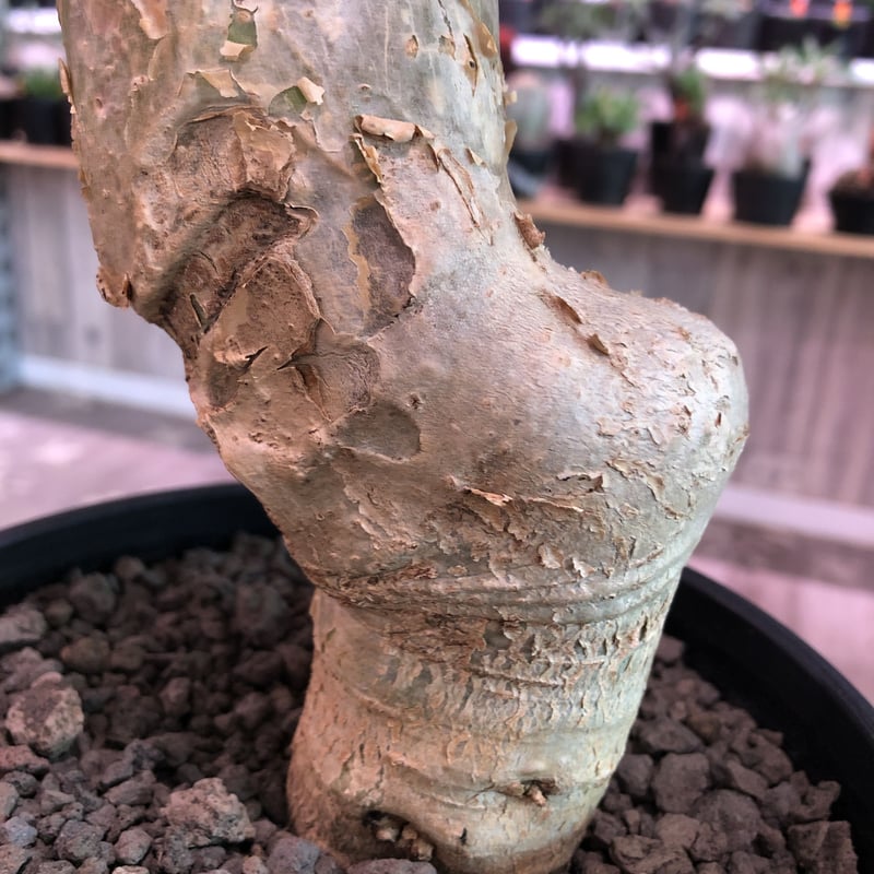 sesamothamnus busseanus《L size》極太激希少株※まばらトゲと白 sesamothamnus busseanus《L size》極太激希少株※まばらトゲと白