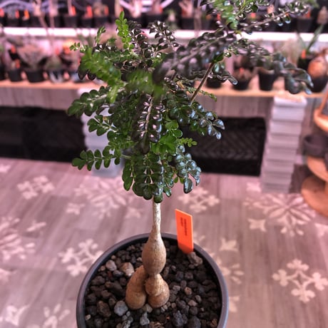 opercullicarya   decaryi  littmon  seed🌱  《5年半株》※大変成長は早く、幹幅も太く育ってくれた選抜株‼︎※mad  black  pot植え　※限定3株