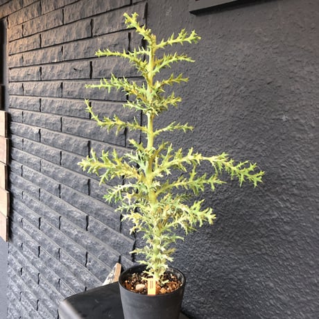 euphorbia     stenoclada《L L  size》