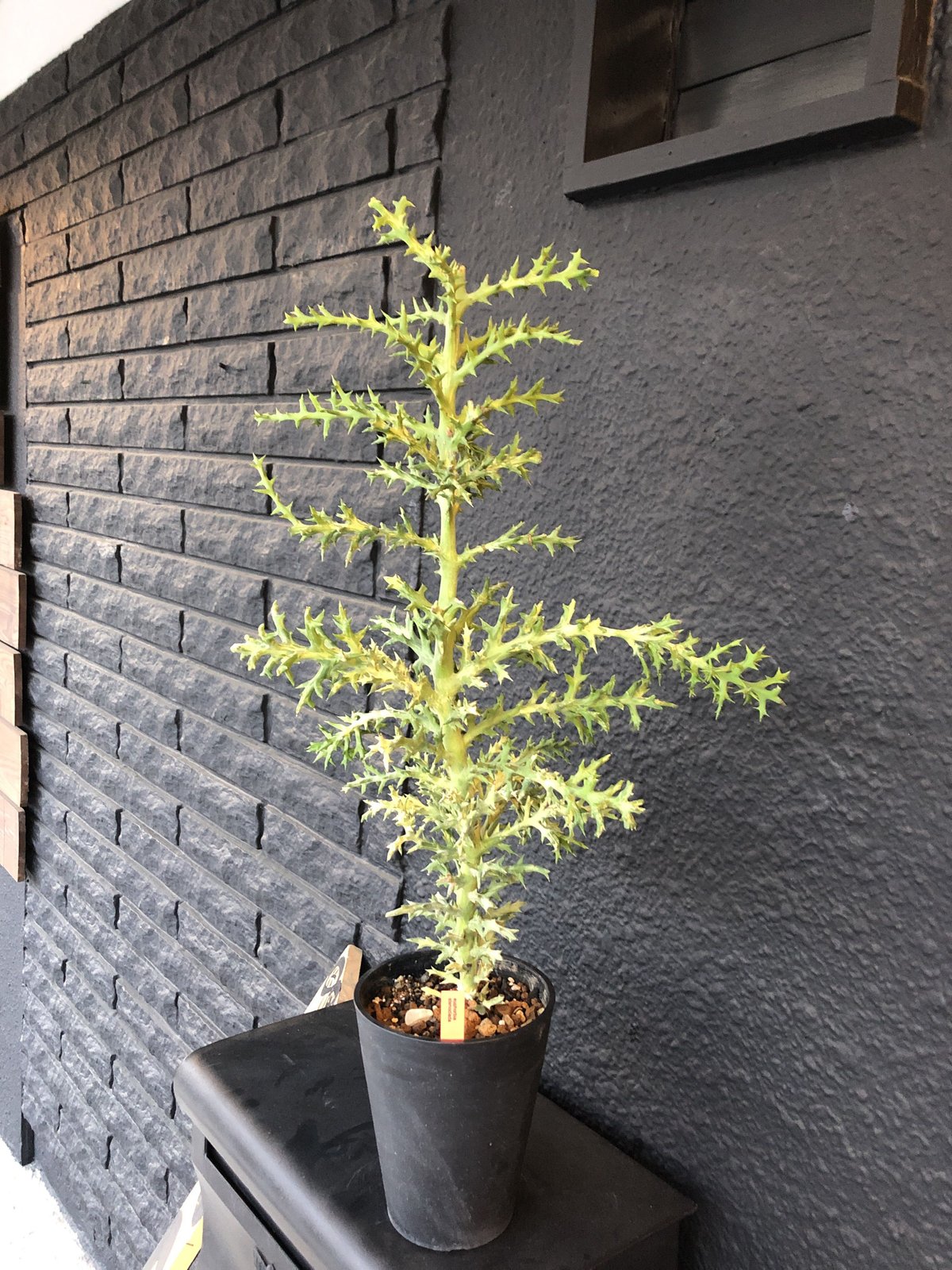 euphorbia stenoclada《L L size》 | plants ho euphorbia stenoclada《L L size》 | plants ho