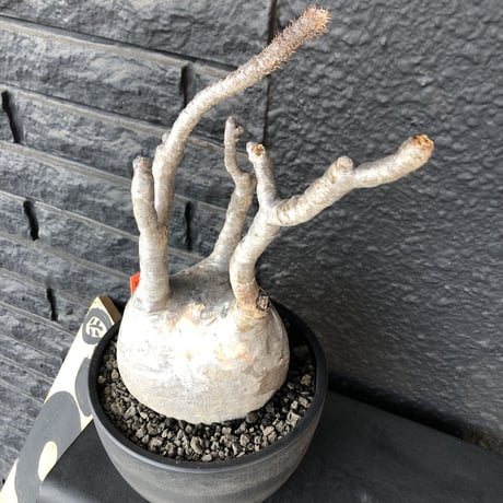 packypodium  gracilius《L L size》店主国内管理３年株※現地球発根済み株‼︎ ※大きなでっぷり球体株で現地焼けの味あるグラキ※mad black bowl pot植え