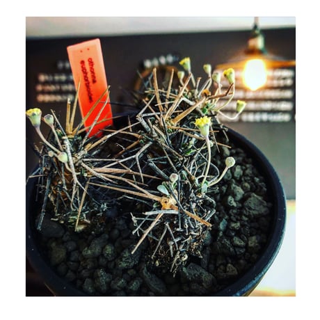 othonna  euphorbioides《M size》black肌※現地球発根後店主国内管理3年株※低重心weight低く堪らない良樹形※mad black bowl pot植え