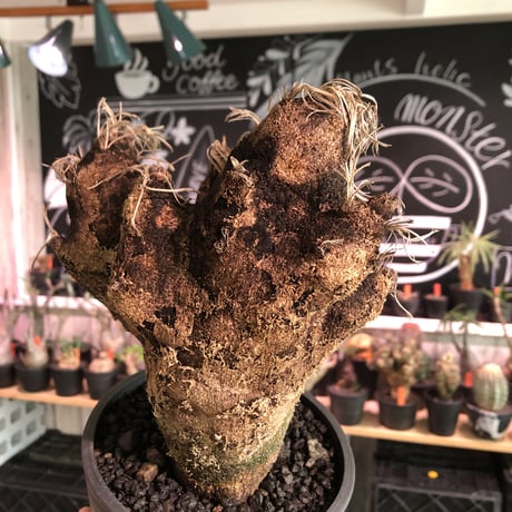 xerophyta  trichophylla《S size》※現地球発根済株※驚愕強靭株※限りなくweightはlow‼︎過去2番に小サイズでボコボコ強き可愛い奴※mad black pot植え