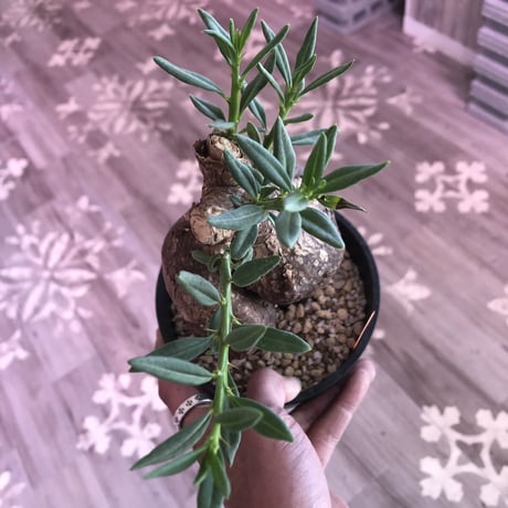 packypodium   bispinosum《M size》