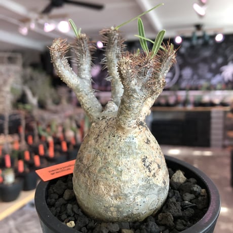 pachypodium  gracilius《S size》特化したピンクベージュ肌※現地球発根済株※店主国内管理2年株※ぼつてり樹形に枝振りよく何よりカラーも堪らない※mad black pot植え