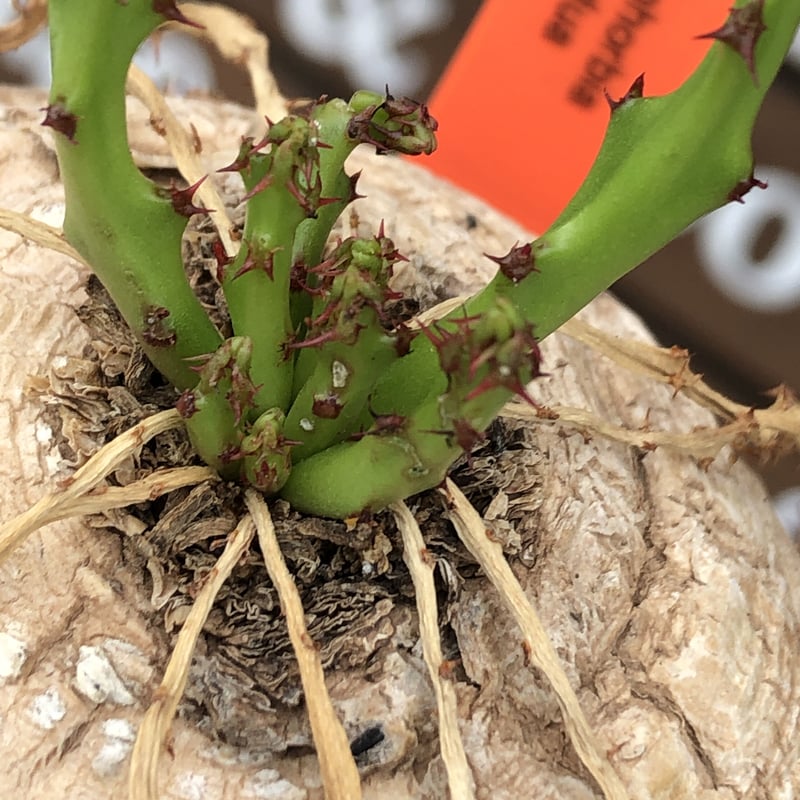 euphorbia decidua《小さめL size 》※現地球発根後店主国内管理6年株※