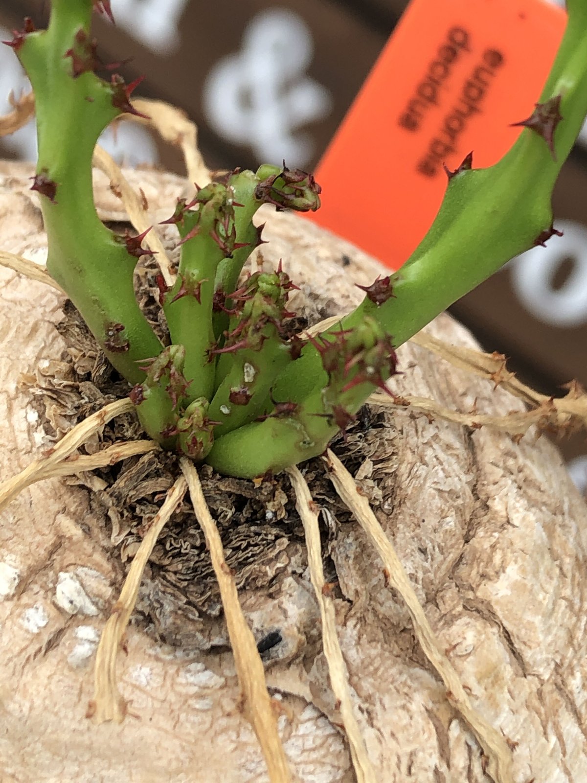 euphorbia decidua《小さめL size 》※現地球発根後店主国内管理6年株※