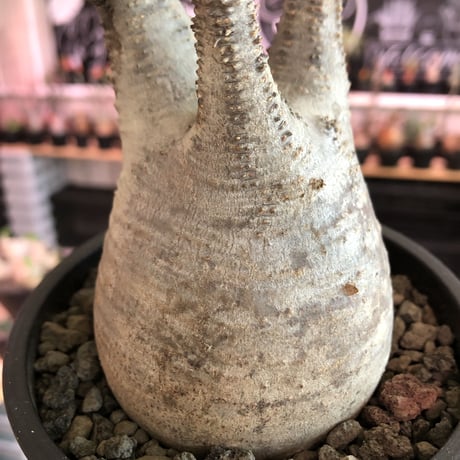packypodium  gracilius《M  size》※現地球発根済株※balance良きぼってり樹形‼︎選抜株※mad black pot植え