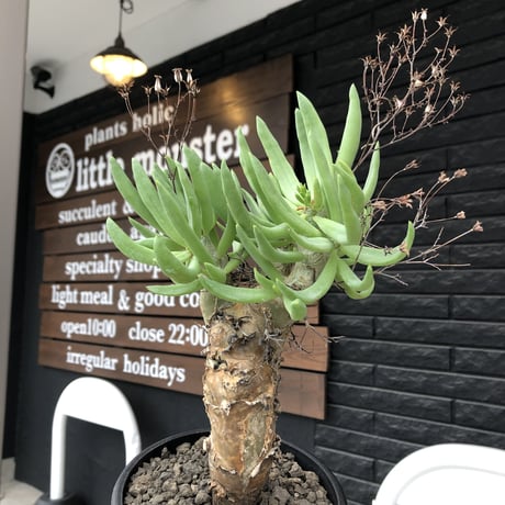 tylecodon reticulatus《L size》※現地球発根済株※店主国内管理6年株※棘も美しく残り幹極太な良樹形‼︎impact抜群な一株※mad black bowl pot植え
