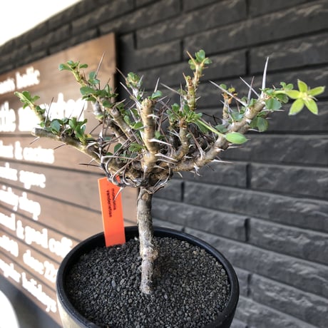 sarcocaulon  vanderietiae《小さめL size》※現地球発根後店主国内管理3年株※希少夏型種‼︎balance良樹形な幹上がり仕立て※mad black bowl pot植え