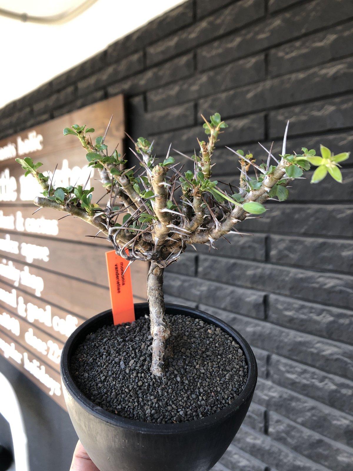sarcocaulon vanderietiae《小さめL size》※現地球発根後店主国内