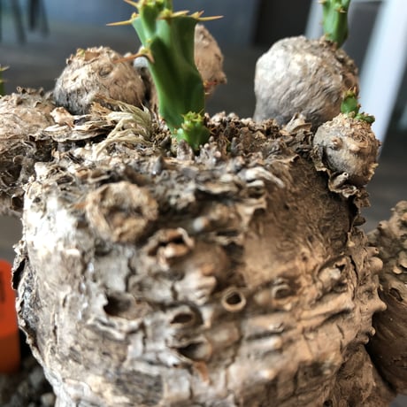 euphorbia    clavigera《激希少》L size