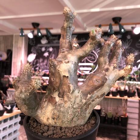 packypodium   enigmaticum《L size》Ｗ-he'd※現地球発根済‼︎店主管理4年株※激希少wild株！brown×beige肌の二分頭※ mad  black  pot植え