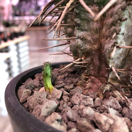 euphorbia  horrida《M size》※下部の木質化がど渋い子吹き株‼︎荒いトゲトゲがらしさ全開‼︎※mad black pot植え