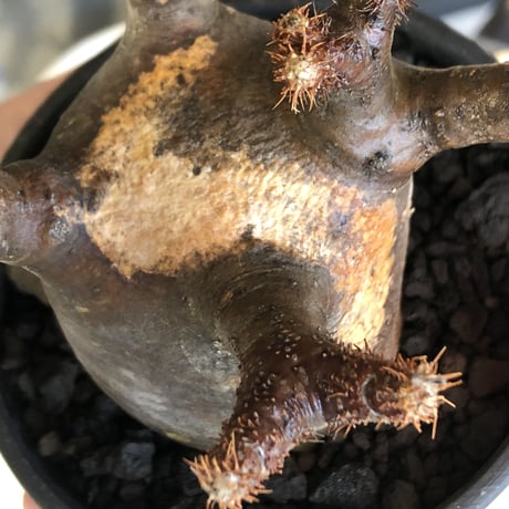 pachypodium  gracilius《小さめM size》極短枝＆現地焼け株※現地球発根済株※店主国内管理2年株※大変ぼってり樹形且つ枝振りも良き一株※mad black pot植え