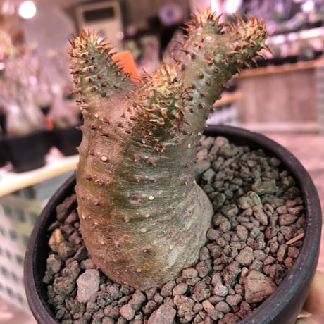packypodium   makayense《S size》※現地球発根済株‼︎ ※透けたグリーン肌質に&赤みの強い棘が堪らないでっぷり可愛いマカイ‼︎※mad black bowl pot植え