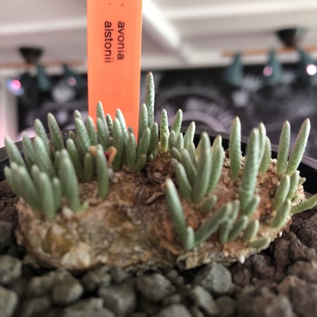 avonia   alstonii《L size》※特に、扁平感が強き大きめ塊根を持ち肌質粗めな希少大株アルストニー※ mad black bowl pot植え
