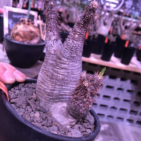 packypodium  gracilius《大きめS  size》W-he'd株※現地球発根済み株‼︎※ぼってり樹形の上、二分頭balance良きグラキ※mad black bowl pot植え