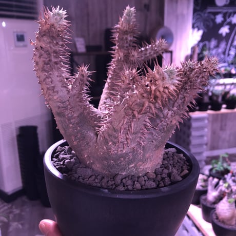 packypodium    makayense《M size》※現地球発根済株‼︎ ※グリーン肌質に赤みの強い棘が堪らないマカイ‼︎※mad black pot植え