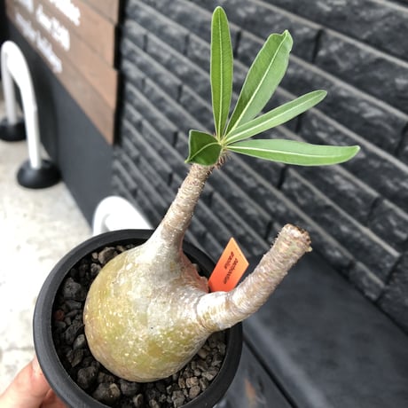pachypodium gracilius《大きめS size》希少yellow肌※現地球発根後店主国内管理3年株※ぼってり樹形に特化したカラーが可愛い装い※mad black pot植え