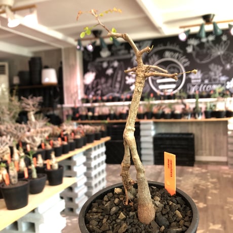 operculicarya decaryi  littmon seed🌱 《3年株》※成長早く感じ育てられる上、幹上がり仕立てのインテリア性高き一株※mad  black  pot植え
