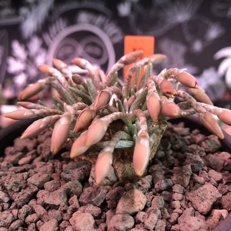 avonia   alstoni 《L L   size》※特化した大きな塊根を持つアルストニー希少大株No.①※ mad black bowl pot植え