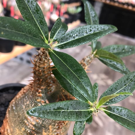 pachypodium makayense《M size》※現地球株発根済※唯一無二！極めてマカイらしからぬぼってり良樹形（green肌）※black pot植え