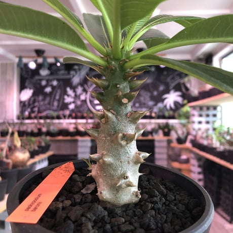 packypodium  baronii《M size》※現地実生株‼︎発根済株※現地の気候ならではの肌質‼︎将来性高き一株となりオススメ株‼︎※mad black  pot植え