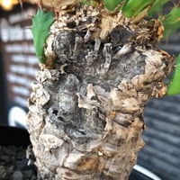 euphorbia clavigera 《M size》※現地球株発根済※ワイルドすぎる勲章（傷跡）を持ち樹形バランスも抜群な良き出立ちな一株※black pot植え