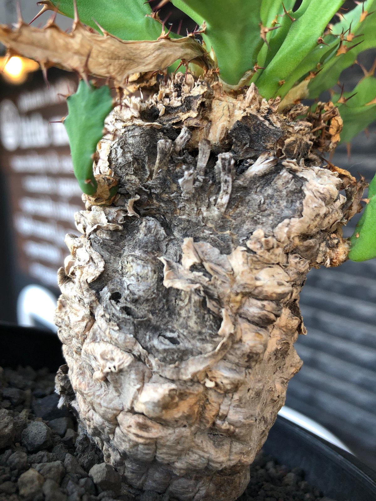 ユーフォルビアクラビゲラ現地球Euphorbia clavigera