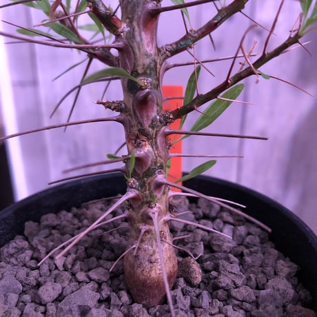 fouquieria  purpusii《M size》 ※希少株  ※幹の模様が特徴な人気種　※限定2株