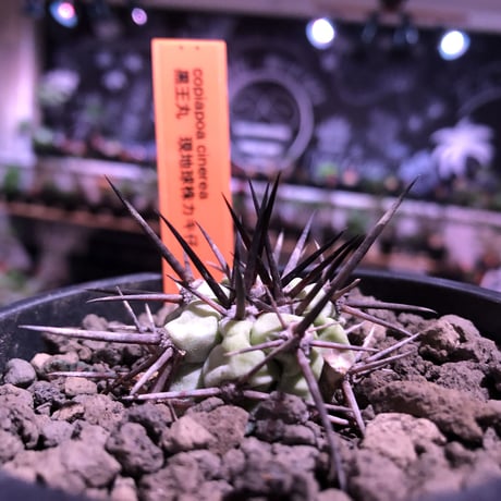 copiapoa  cinerea  黒王丸《S size》希少強刺type※現地球カキ仔自根株※良きDNAを継承したwild且つ極白肌が美しい一株※mad black pot植え