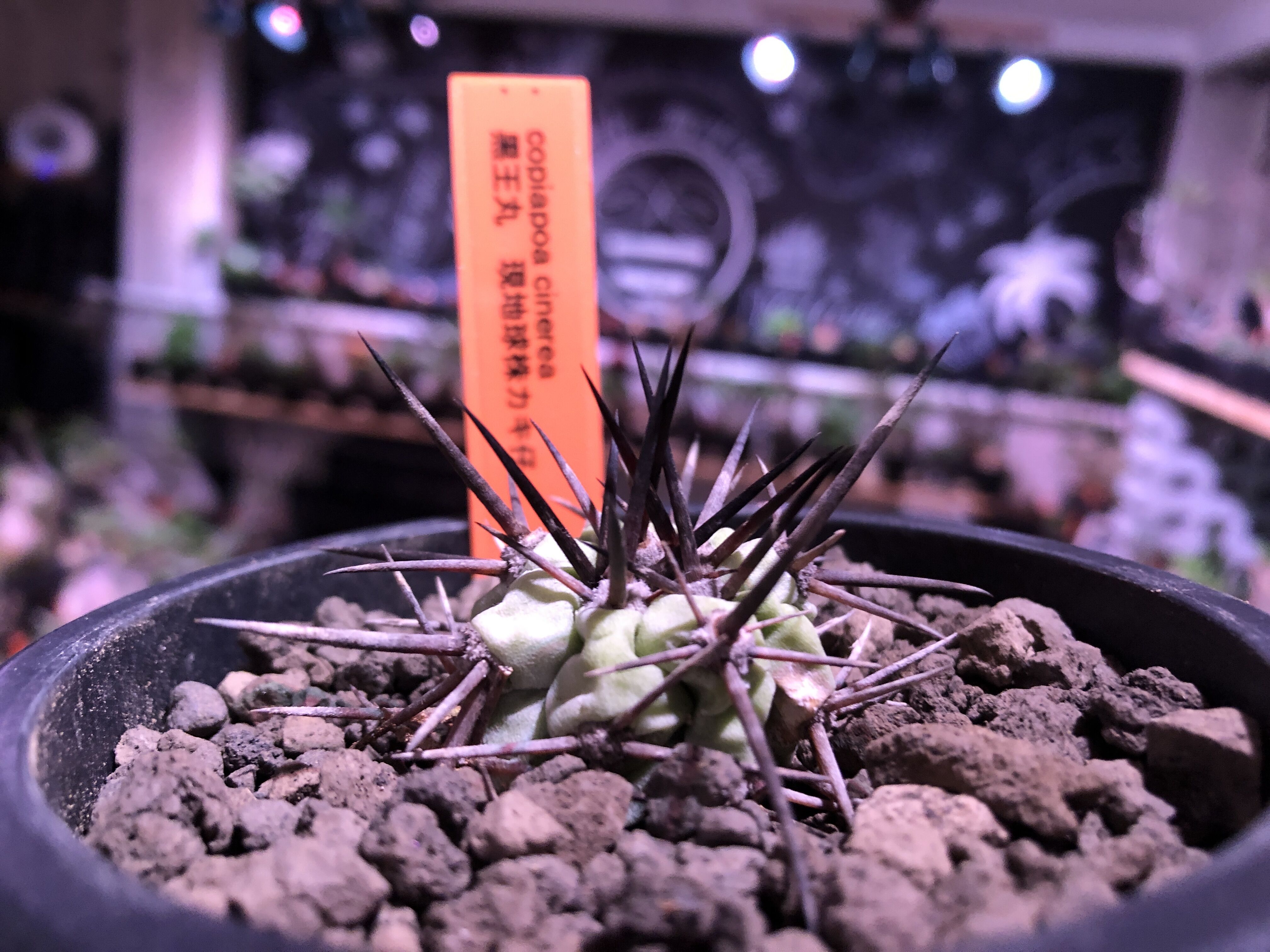 copiapoa cinerea 黒王丸《S size》希少強刺type※現地球カキ仔自根