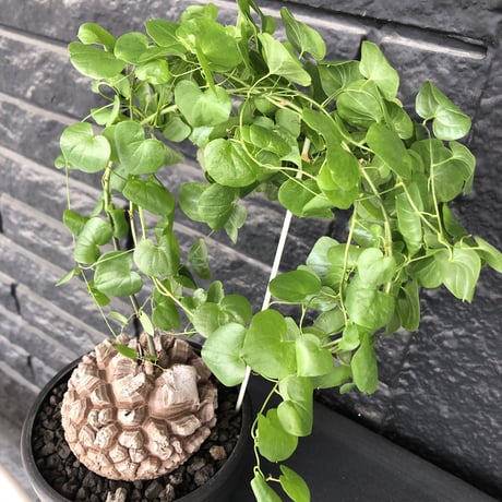 dioscorea elephantipes アフリカ亀甲竜《大きめL size》※今後輸入が厳しい南アフリカ物‼︎現地球らしい彫深き立体樹形に最高球体美樹形※mad black bowl pot植え