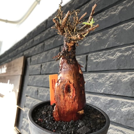 mestoklema tuberosum《M size》※現地球発根後店主国内管理4年株※栗のようなツヤ深き綺麗肌&エグれ傷が堪らなく冬季も動く唯一無二な希少灌木※mad black pot植え