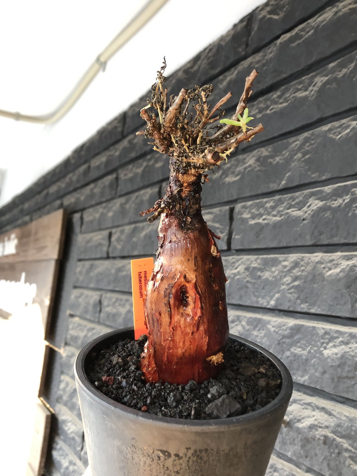 mestoklema tuberosum《M size》※現地球発根後店主国内管理4年株