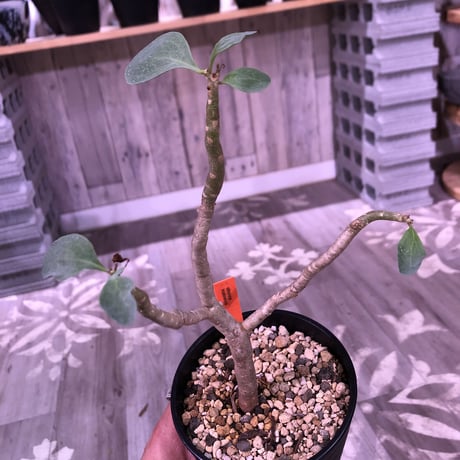othonna   triplinervia  《M size》※優しい綺麗肌な幹と黄色花が魅力‼︎  ※限定２株