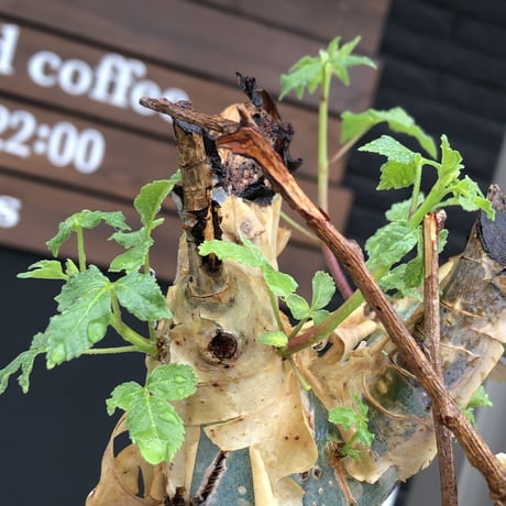 commiphora  holtziana《LL size》驚愕‼︎極太株※現地球発根後店主国内管理3年株※灌木が故の渋さ佇まいが堪らない渾身の極太wild株※mad black bowl pot植え