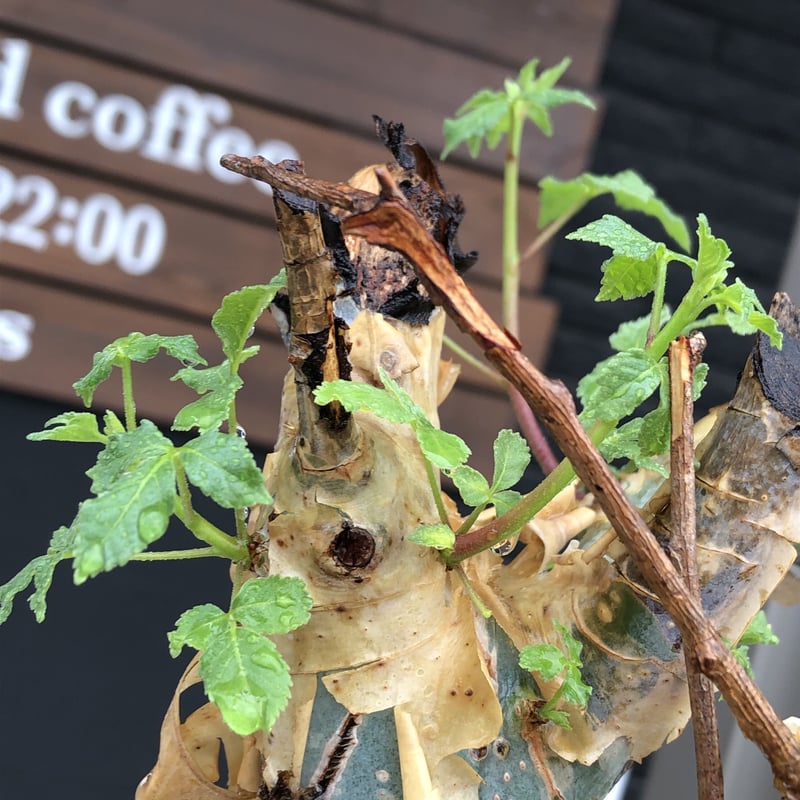 commiphora holtziana《LL size》驚愕‼︎極太株※現地球発根後店主国