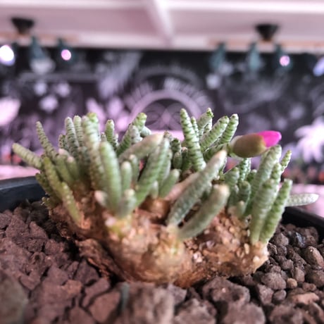 avonia   alstoni 《大きめL   size》※特化したかなり大きめ塊根を持つ希少大株アルストニー※ mad black bowl pot植え