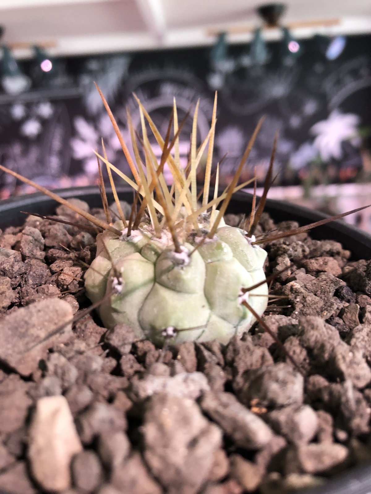 copiapoa cinerea 長刺白棘黒王丸《小さめM size》激希少‼︎※現地球