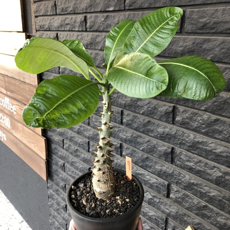 packypodium  baronii  《大きめM size》店主国内管理4年株※現地球発根済株※大変味ある成熟株の肌質でカッコいいバロニー‼︎※mad black pot植え