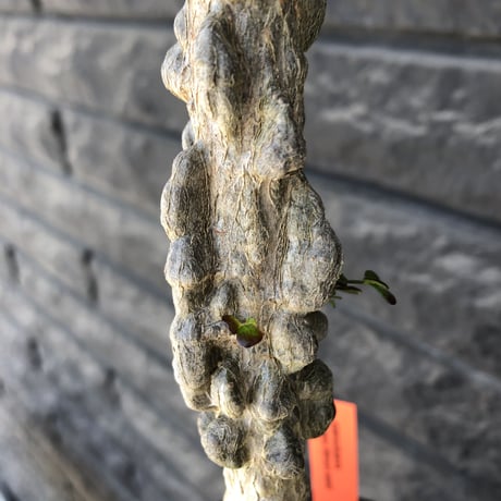 operculicarya decaryi littmon seed🌱  《11年株》※極太選抜株※長きに渡り育て幹のボコボコも強きパワータンクも厳つい一株※mad black pot植え