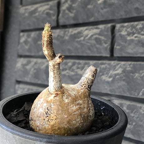pachypodium gracilius《S size》希少‼︎yellow肌＆球体株※現地球発根後店主国内管理2年株※360度まん丸球体樹形の堪らなくかわいい一株※mad black pot植え