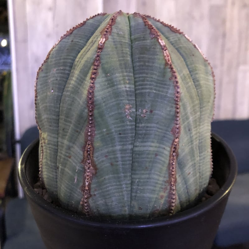 euphorbia obesa《L size》一部木質化した大株オベサ‼︎※限定6